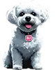 Barkley James II, a white Bichon Frise mascot with a red Barking Justice tag, sitting and smiling.